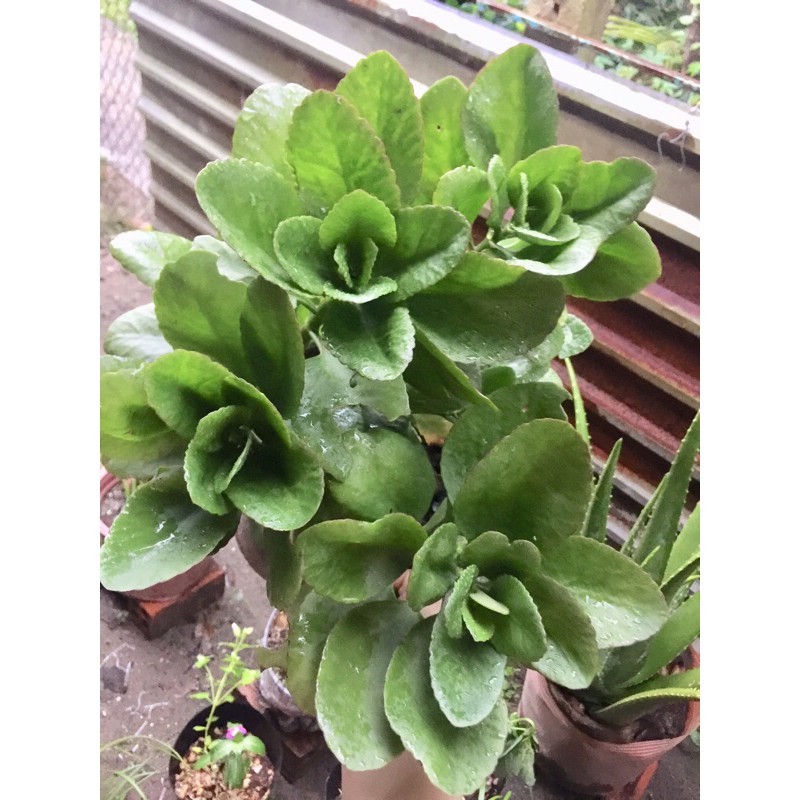 Chậu sống đời ta sắp hoa Tết
