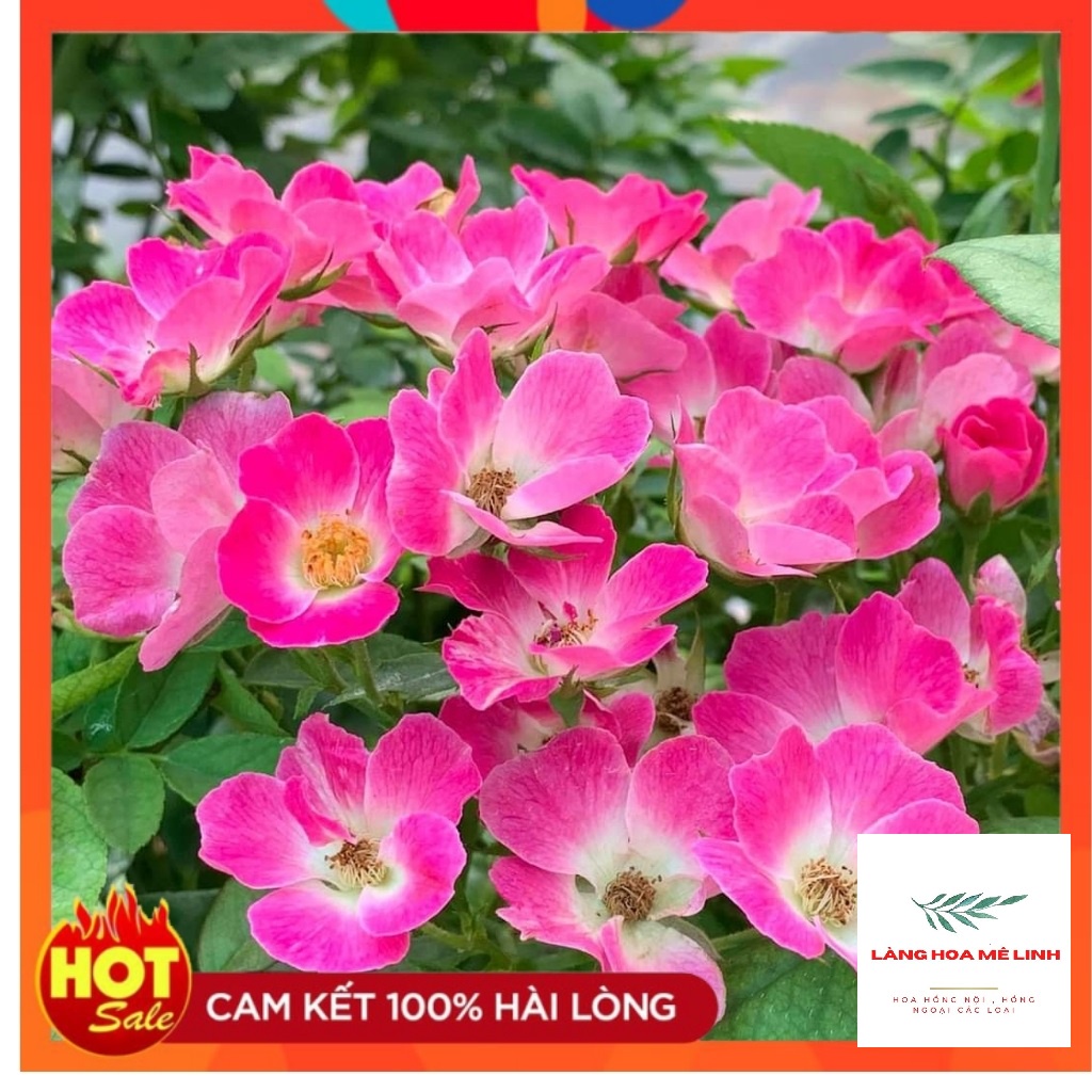 Hoa hồng Ngoại SANJIT ROSE [SIÊU HOT] - CÂY SUM XÊ NHIỀU NỤ