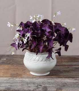 Củ bướm đêm com bo 5 củ 100k .