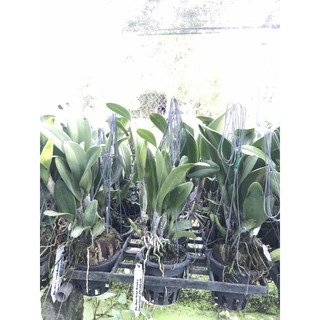 Hoa lan catt thongsuphan gold1