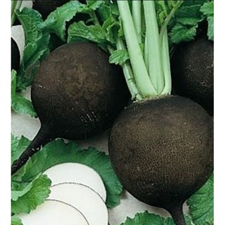Hạt giống Củ cải đen