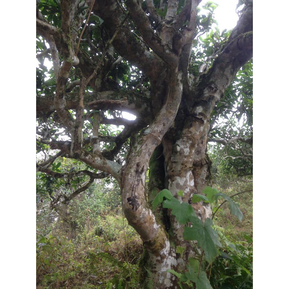 Chè sạch Tấn Xà Phìn