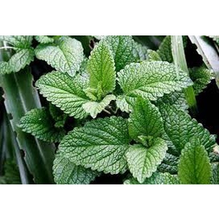 Lá Bạc hà cuộn sấy khô 100g
