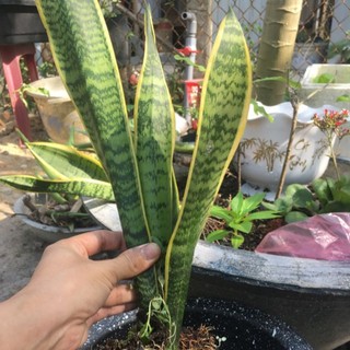 Lưỡi hổ cao sọc vàng