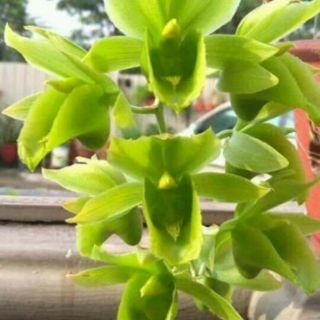 Thiên nga chọn màu cây giống