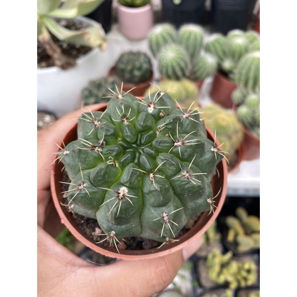 Xương Rồng Thần Long - RẤT DỄ RA HOA