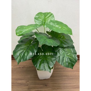 Cây môn 12 lá cao 60cm