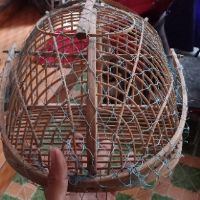Lồng bẫy chào mào chích chòe