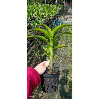 Lan Dendro lai cattleya màu mới
