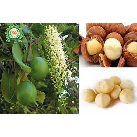 Cây MẮC CA ghép, cây cực to, bầu lớn CHO QUẢ SỚM