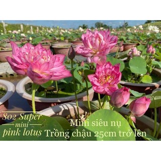 ngó  sen ngoại