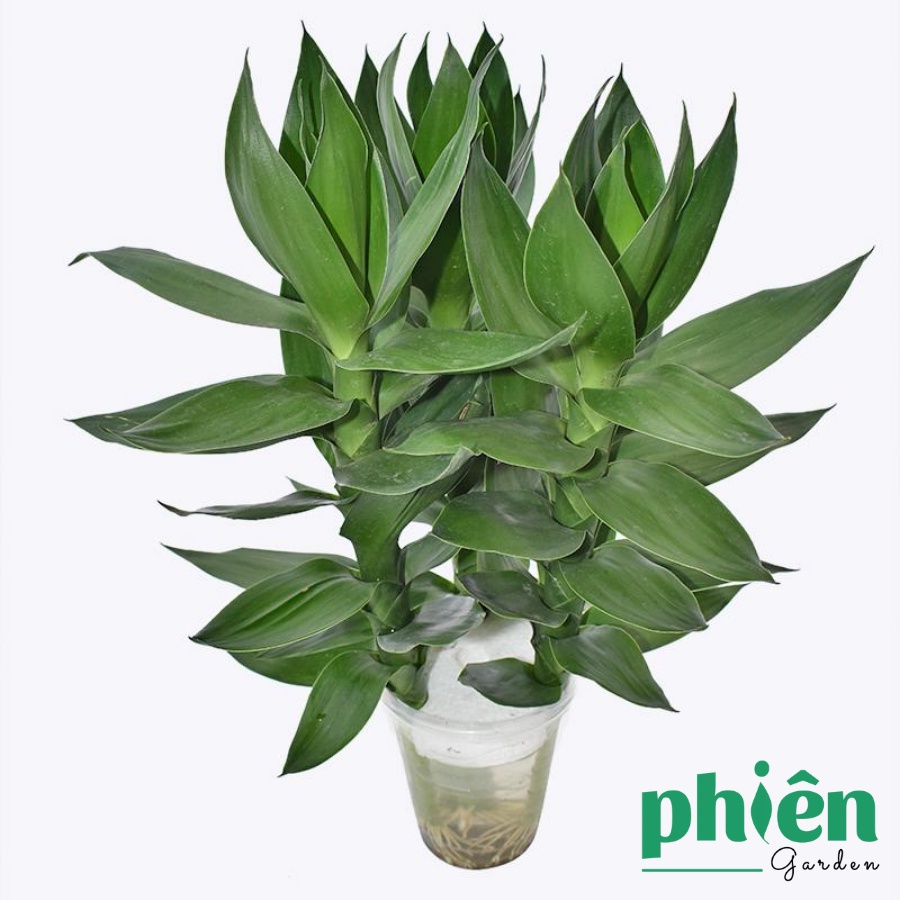 Cây Phát Tài Búp Sen 3 thân để bàn kèm chậu thuỷ tinh