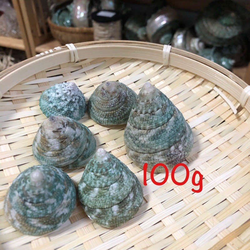 200g Vỏ ốc mượn hồn, vỏ ốc biển, vỏ ốc nón