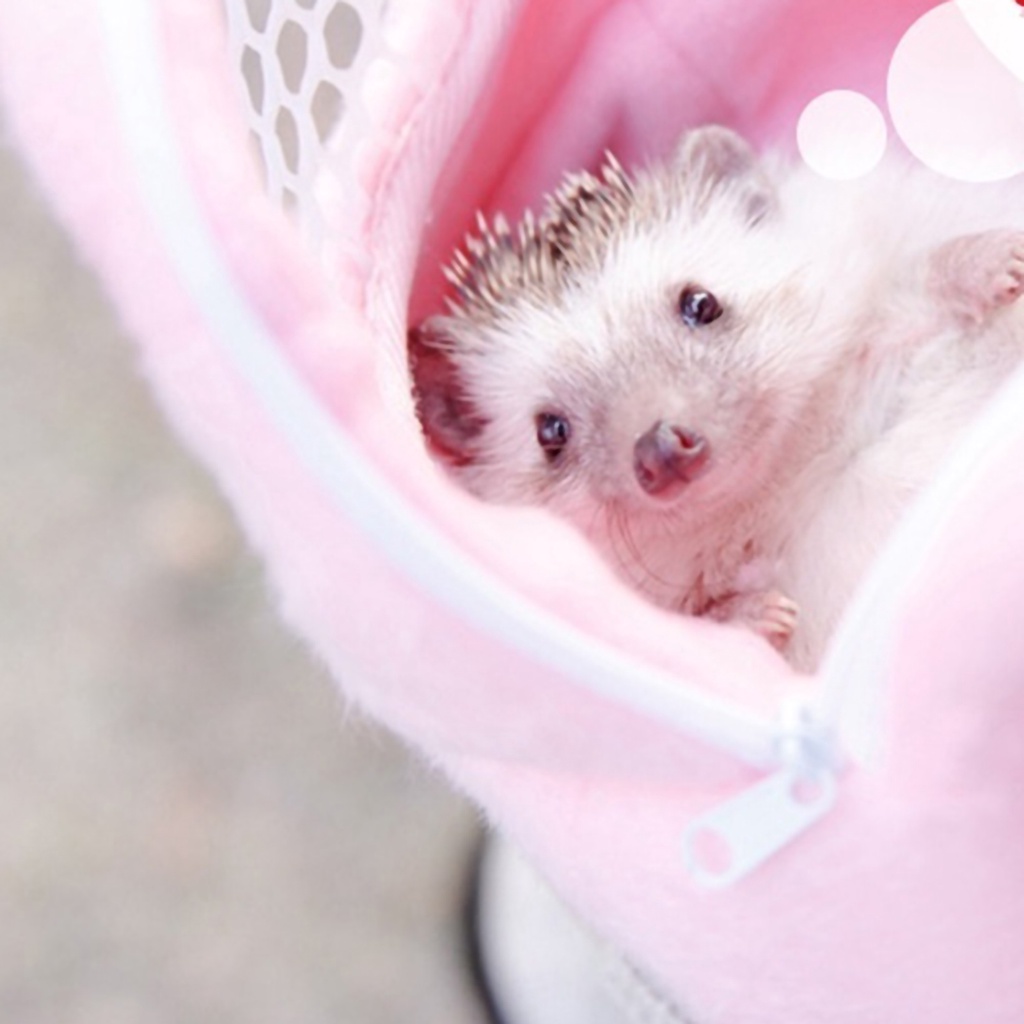 Túi Đựng Chuột Hamster Phối Lưới Thoáng Khí Di Động Tiện Dụng Mang Theo Du Lịch/ Dã Ngoại