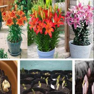 Combo 3 củ giống hoa ly cao 3 màu