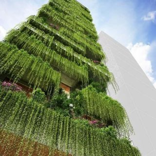 Cây cúc tần ấn độ