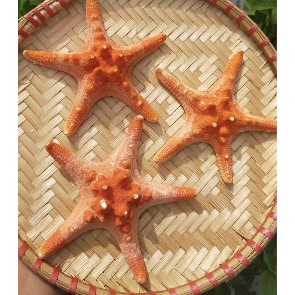 Sao biển đỏ khô