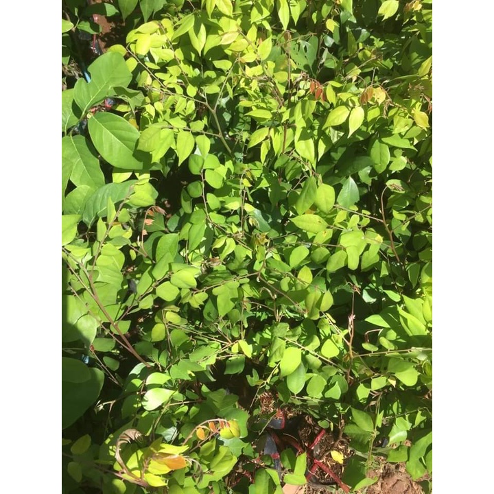 Cây Giống Khế Ngọt-Khế Chua  -Free Ship TỪ 50K