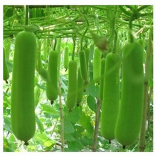 Hạt Giống Bí Đao Chanh. Túi 0,2 Gram Giá Khuyến Mại