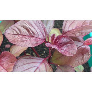 Gói 20g hạt giống rau dền đỏ - Nanuseeds