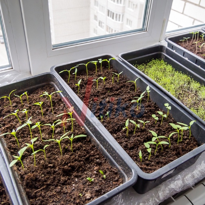 Khay nhựa trồng rau sạch tại nhà