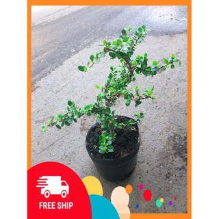 Linh Sam Núi Bonsai