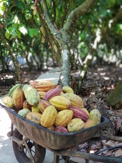 Bột Cacao Nguyên Chất 250gr