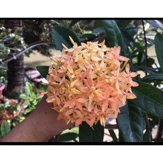 cây giống bông trang hoàng hường