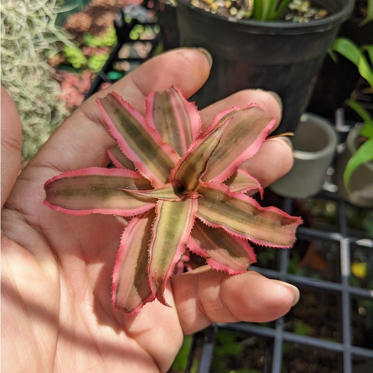 Dứa phụng mini, dứa hồng, dứa Nam Mỹ, cây bán cạn, Bromeliads, Cryptanthus Pink Star, dứa màu
