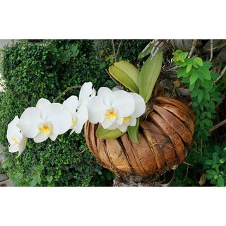 Phân bón hữu cơ tan chậm 200g - BioPt