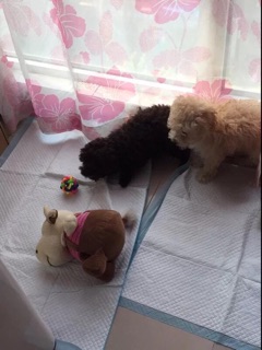 Tấm lót vệ sinh cho CHÓ MÈO