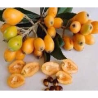 Cây giống nhót nhật (biwa)