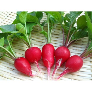Hạt Giống Củ Cải Đỏ
