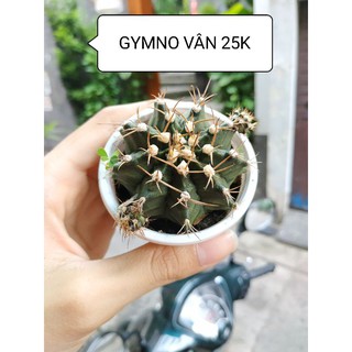 Xương rồng GYMNO VÂN