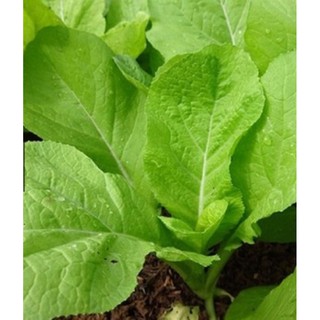 Hạt giống rau Cải mơ lùn