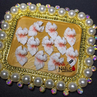 Hoa bột cúc dài( set 10b)