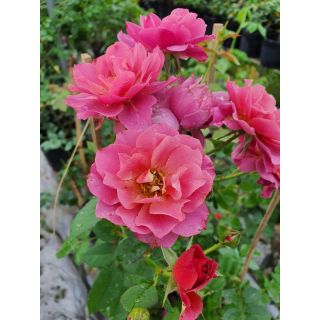 Hoa Hồng bụi Nhật Aoi (Hồng Aoi)