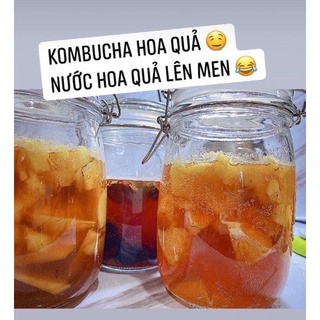 Combo Scoby + Nước mồi làm Trà Kombucha