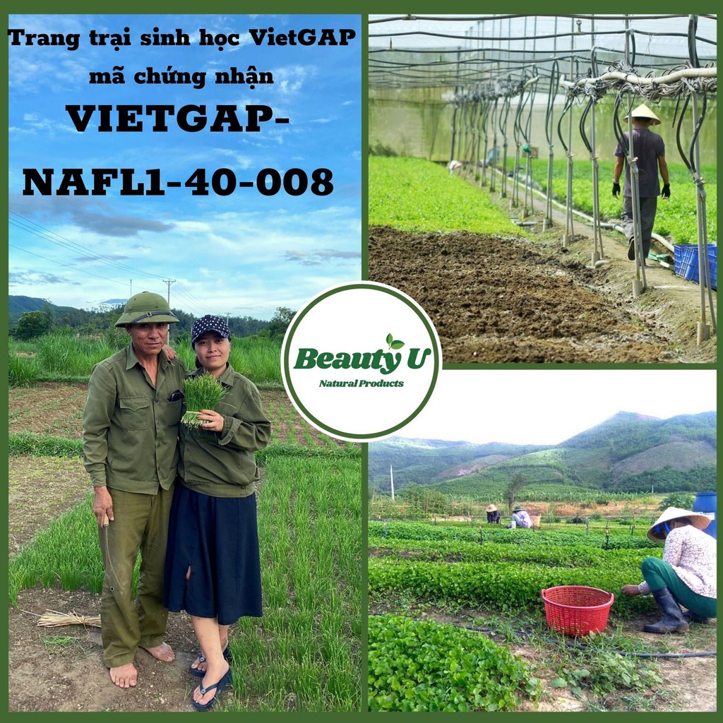 Trà Sả Gừng 100% Thiên Nhiên Hỗ Trợ Giảm Cân , Làm Đẹp Da , Thanh Lọc Cơ Thể , Tăng Cường Hệ Miễn Dịch , Chống Lão Hóa