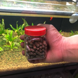 Artermia Nước Ngọt ( 35,5k /1 viên )