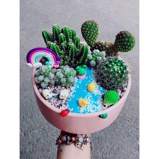 Chậu xương rồng tiểu cảnh 24