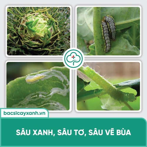 Chế phẩm diệt sâu lông, sâu tơ, côn trùng gây hại, vi sinh vật BS24 Deep 100ml/250ml NSX Bacsicayxanh