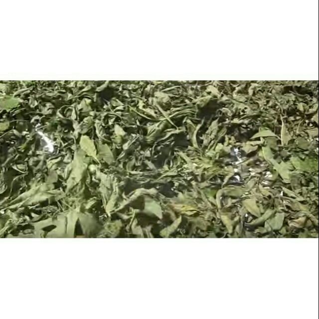 Lá đắng khô  100g