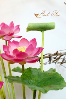 Gân hoa đất sét- gân lá sen đại