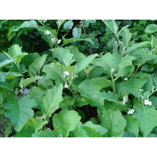 Hạt Giống Cà Pháo Trứng Trắng (20-30 Hạt) - Dễ Trồng, Năng Suất Cao - MUA 3 TẶNG 1 CÙNG LOẠI