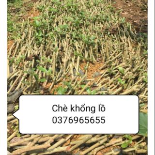Giá 40 hom chè khổng lồ