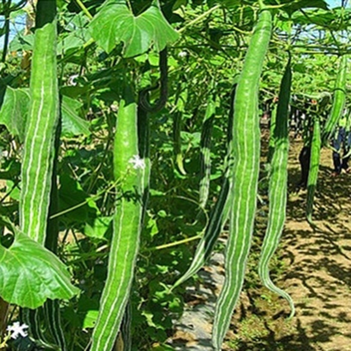 Hạt giống mướp rắn F1 Phú Nông gói 2gr