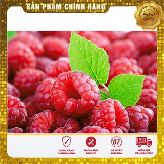 Hạt Giống Mâm Xôi Đỏ Phúc bồn tử 30 hạt