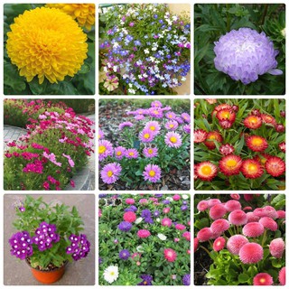 Combo 9 gói hạt giống hoa cúc dễ trồng (TẶNG gói kích thích hạt nảy mầm)