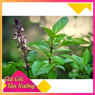 Hạt Giống Rau Húng Quế Thơm Ngon 10gr
